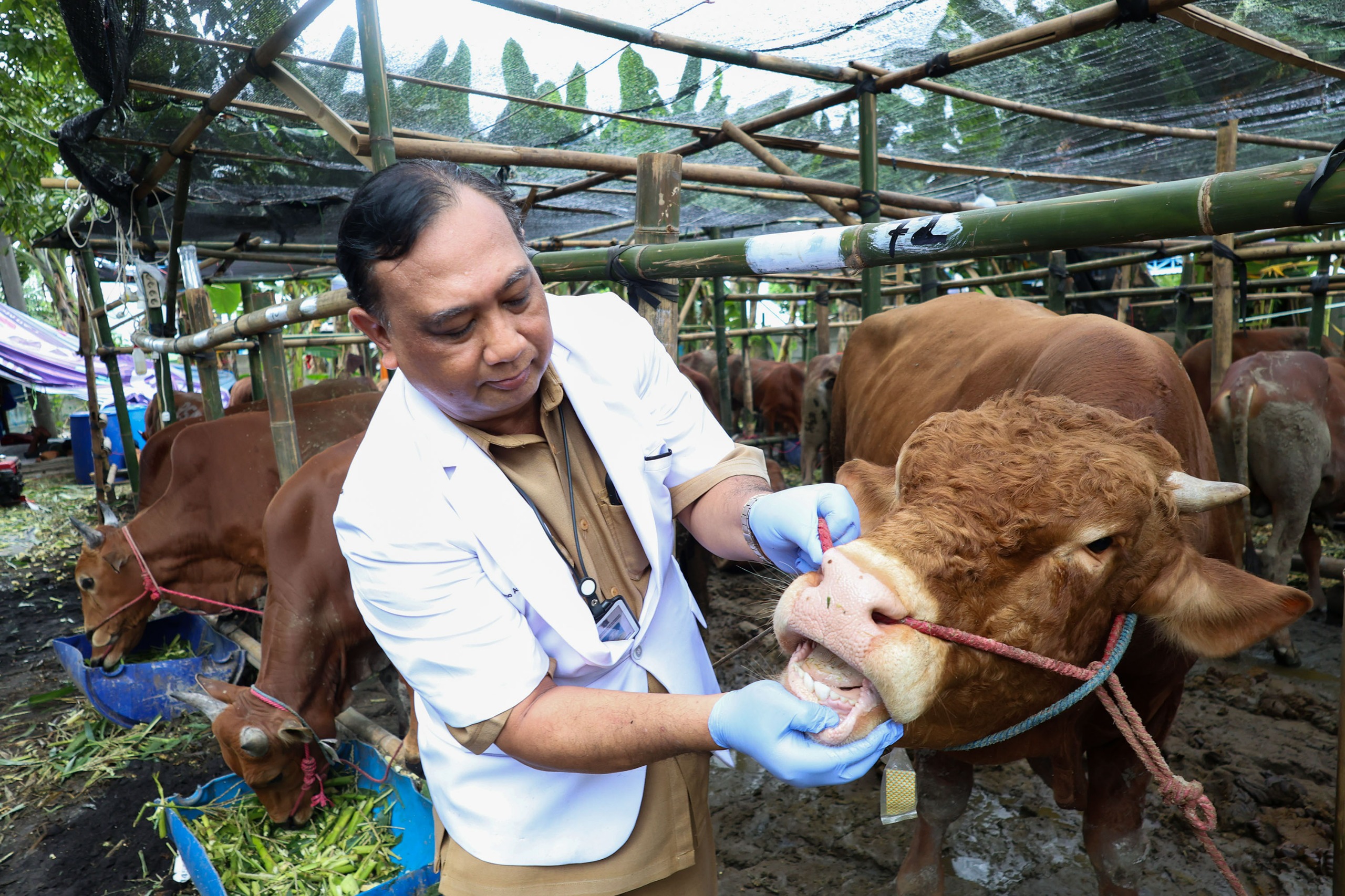 Pemkot Surabaya Periksa Kesehatan Hewan Kurban Jelang Iduladha