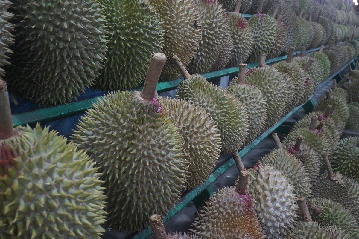 Benarkah Kaya Nutrisi dan Berkhasiat? Berikut Adalah Manfaat dari Durian