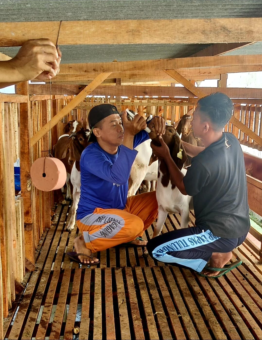 Domba Harapan, Kemandirian Warga Binaan Lapas Tulungagung Lewat Dorper dan Texel
