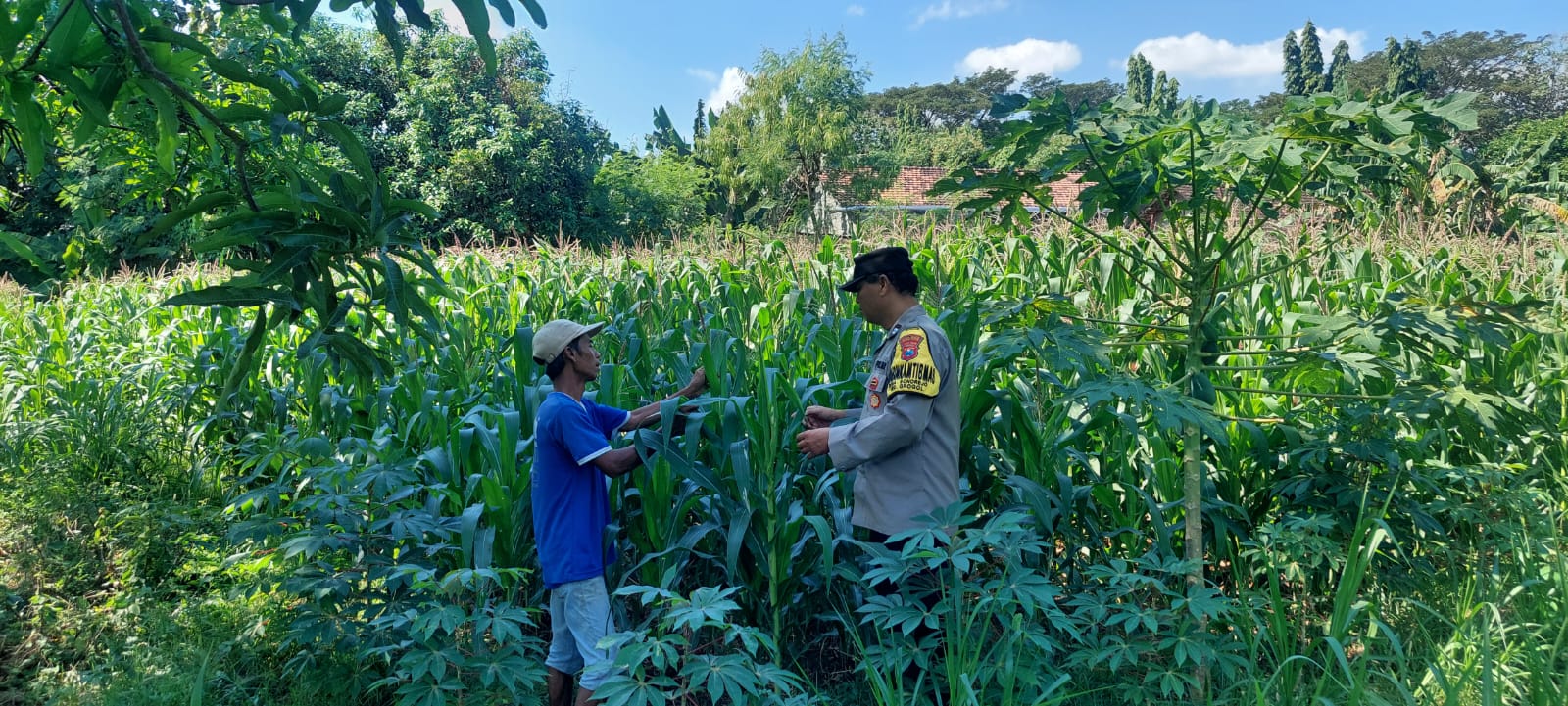 Bhabinkamtibmas Sonorejo Dampingi Petani Secara Intensif, Dukung Program Swasembada Pangan Nasional
