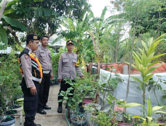 Inovasi Pertanian Urban, Polsek Mulyorejo Hasilkan Sayuran Segar di Tengah Kota