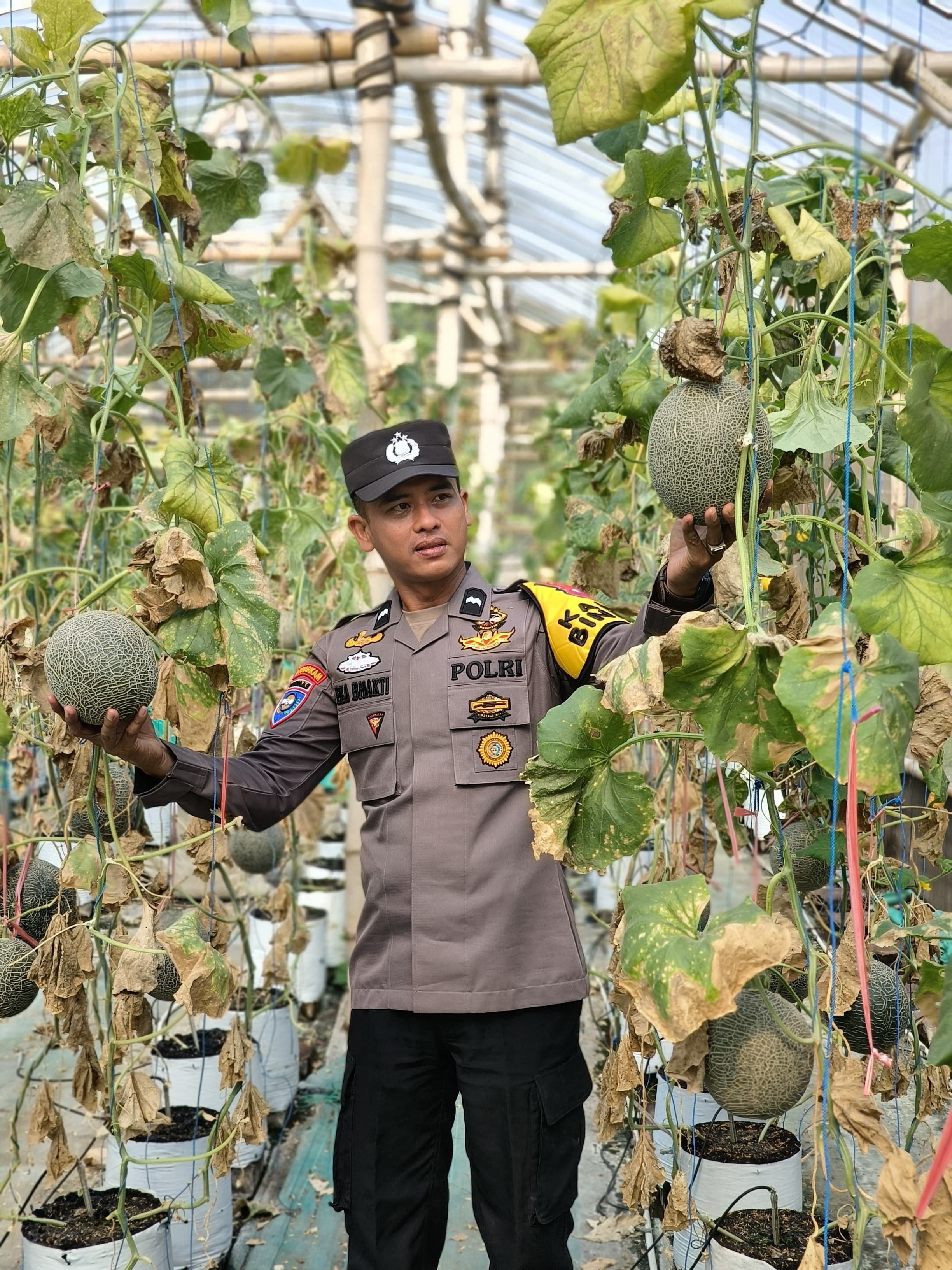 Bhabinkamtibmas Ambulu dan Petani Bersinergi Wujudkan Ketahanan Pangan