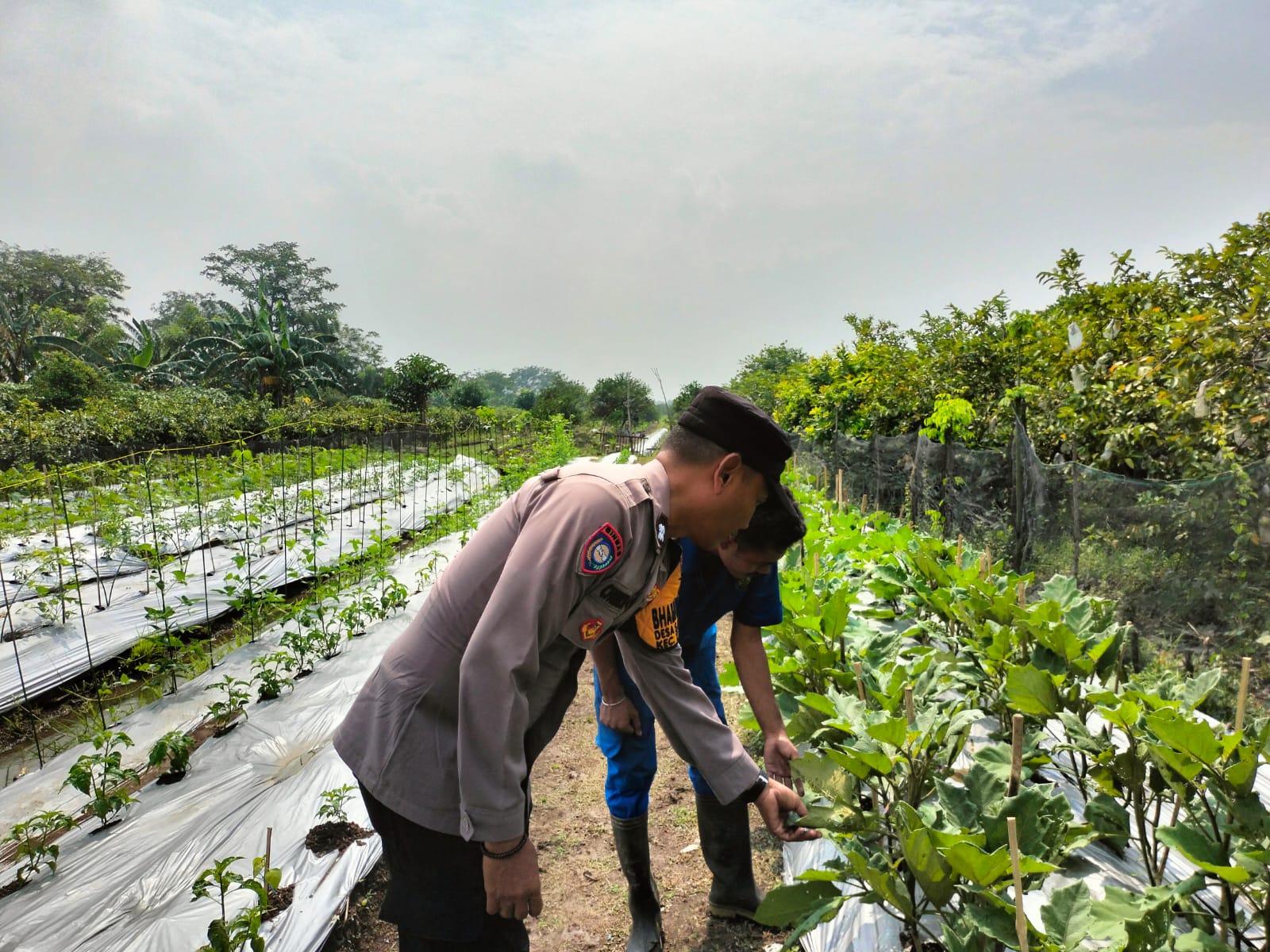 Polisi Cek Pekarangan Pangan Lestari
