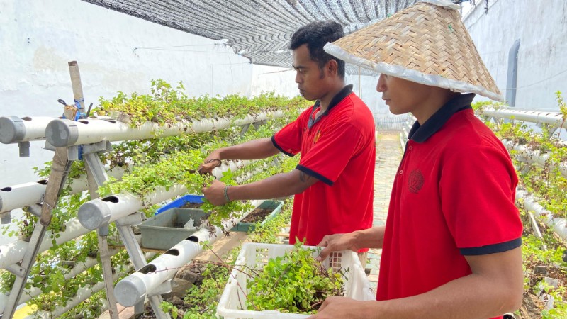 Rutan Situbondo Kembangkan Produk Teh Daun Mint untuk Dukung Asta Cita dan UMKM