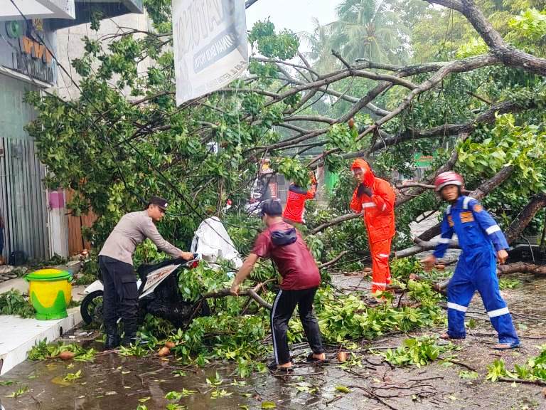 Polsek Banyuwangi Evakuasi Pohon Tumbang Timpa Mobil dan Motor di Jalan Kepiting