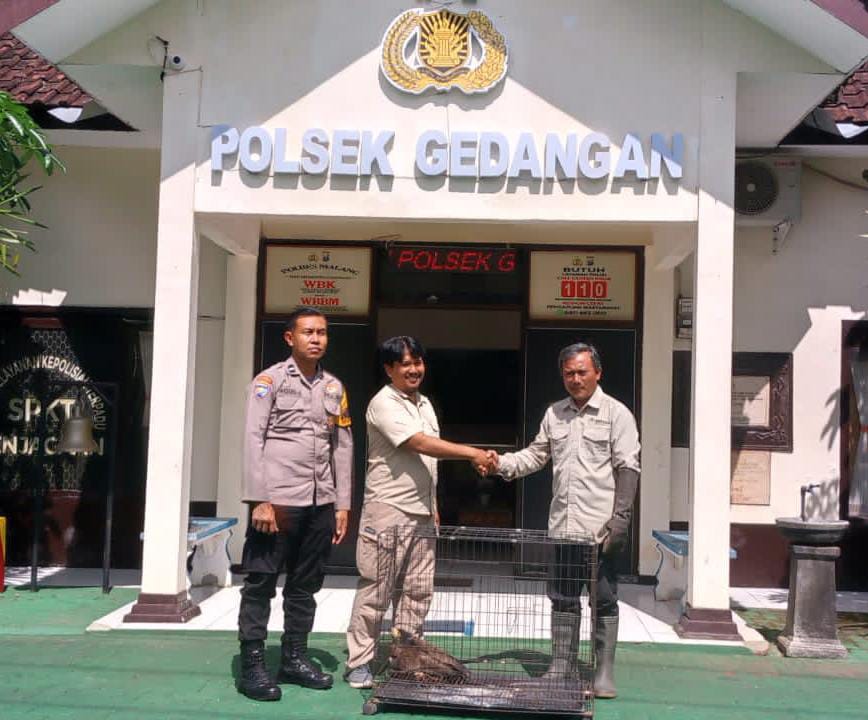 Polres Malang Serahkan Elang Ular Bido Satwa Dilindungi ke BBKSDA Jatim
