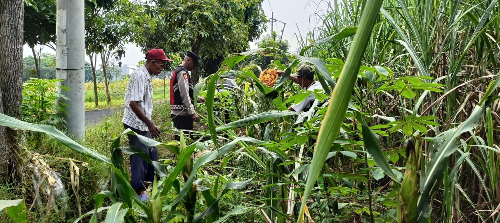 Polsek Krian Pantau Perkembangan Jagung Dukung Swasembada Pangan