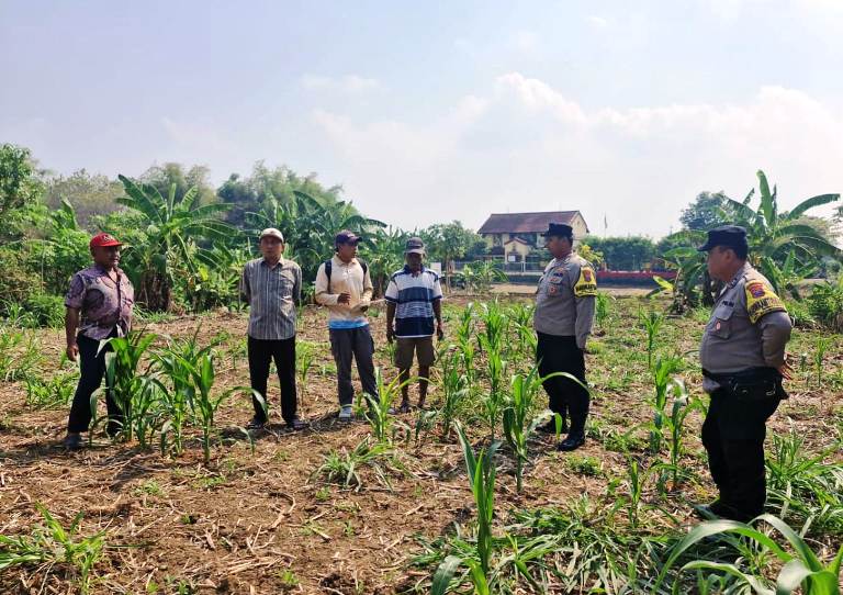 Jaga Stabilitas Pangan, Kapolsek Lakarsantri Cek Langsung Lahan Jagung di Sambikerep Surabaya
