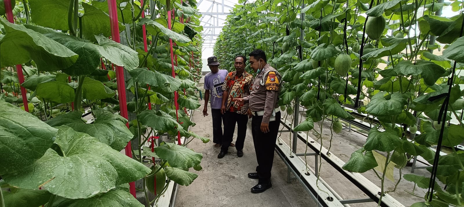 Terobosan Ketahanan Pangan, Kelompok Tani di Tarik Kembangkan Melon Hidroponik