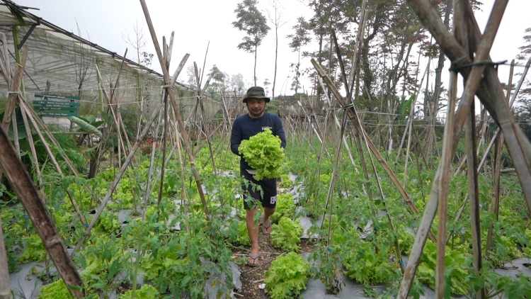 Petani Sayur Boyolali Dapat Harapan Baru Lewat Program MBG
