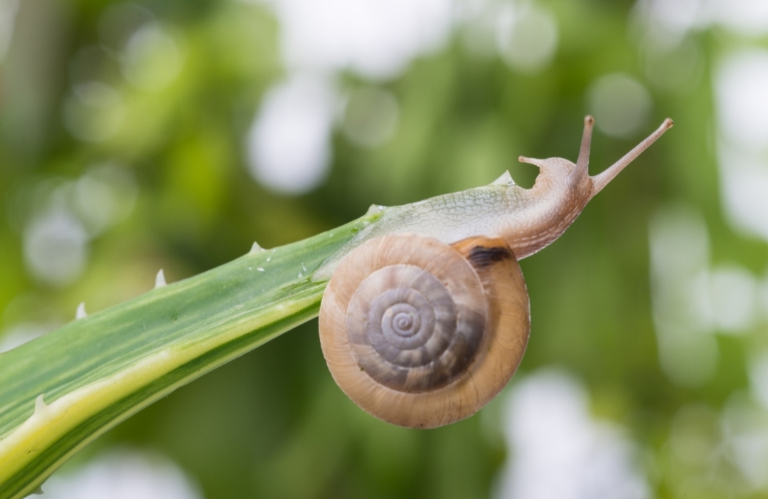 Manfaat Snail Mucin dalam Kandungan Skincare