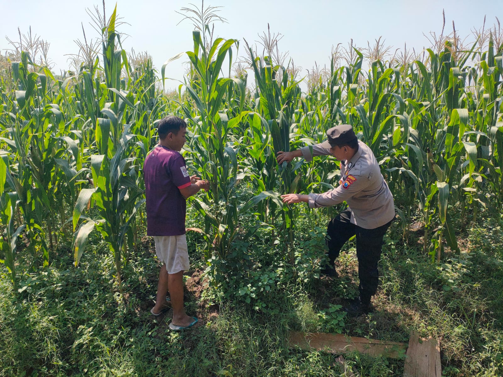 Dukung Program Ketahanan Pangan, Polisi Prambon Sidoarjo Blusukan ke Lahan Jagung Desa Bulang