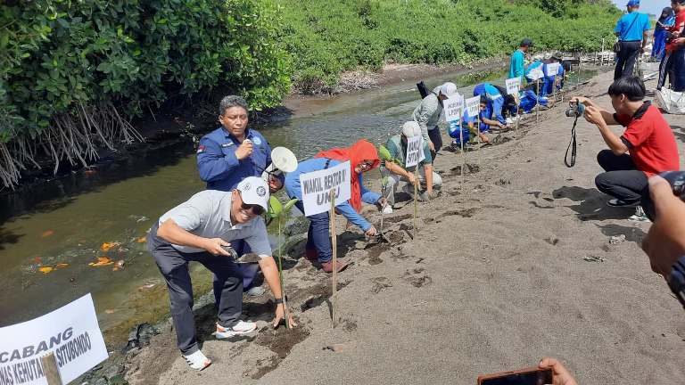 Pemkab Situbondo dan LP2M Unej Tanam 500 Mangrove Kembangkan Ekowisata Landangan