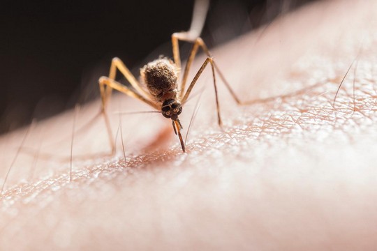 Gatal-Gatal Digigit Nyamuk? Inilah 5 Cara Ampuh Menghalau Nyamuk