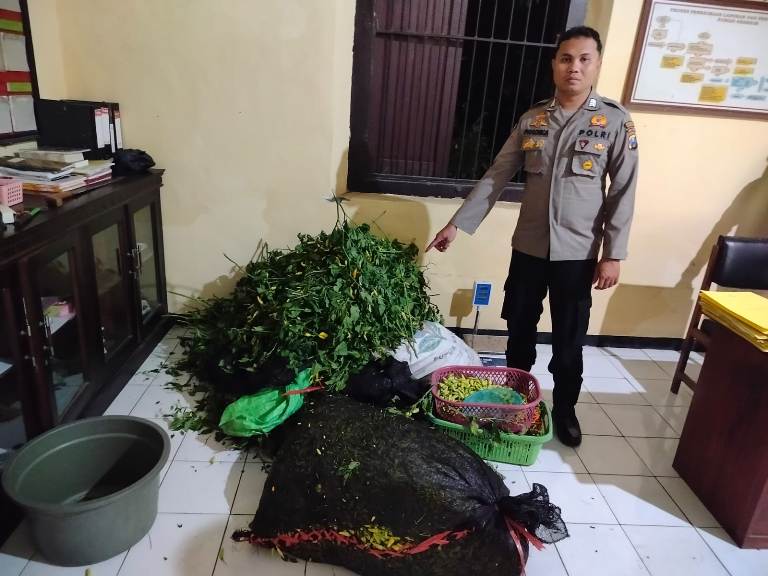 Polres Situbondo Tangkap Komplotan Pencuri Cabai, 2 Pelaku Dibekuk ketika Main Voli