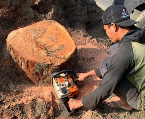 DLH Lamongan Tebang Pohon Tengah Kota, Bibit Pengganti Dipertanyakan