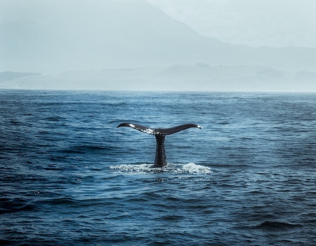 Lonely Whale: Kisah Pilu Paus yang Terasing dan Kesepian