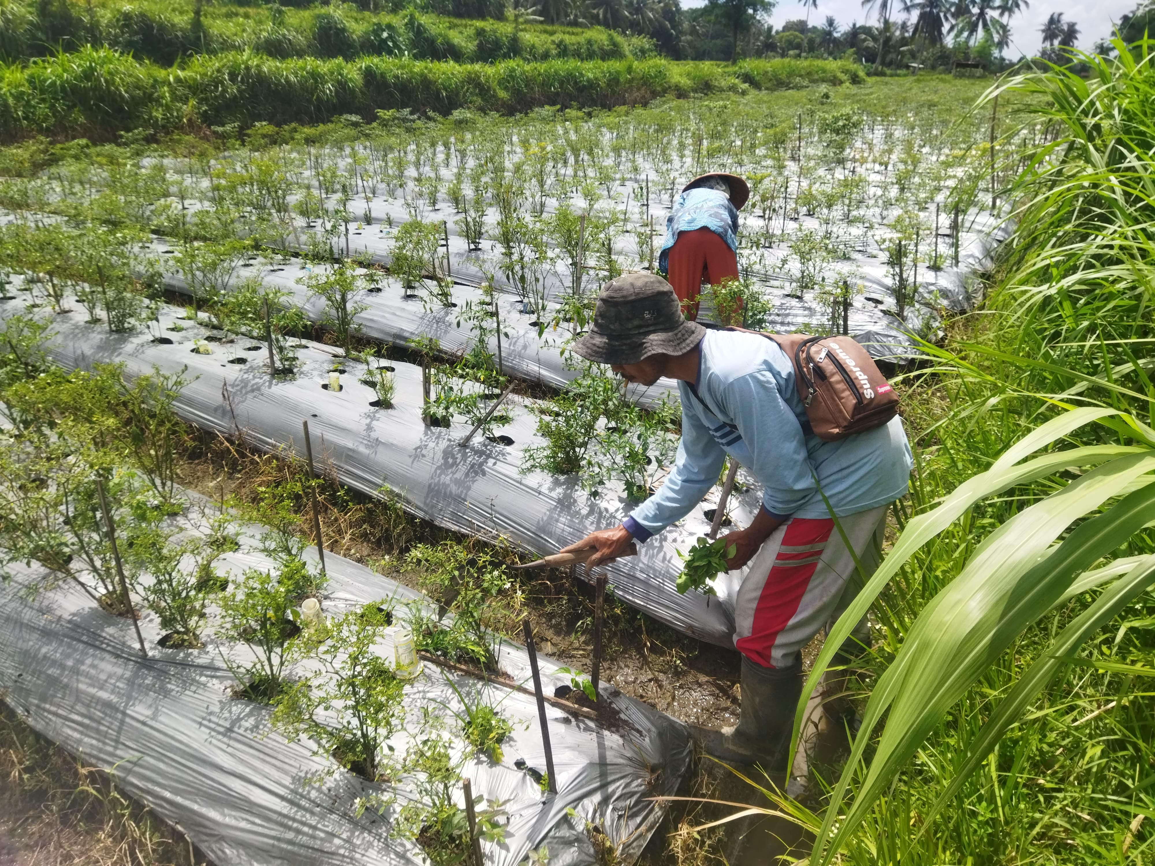 Cuaca Ekstrem Terjang Jember, Petani Cabai Dibayangi Kerugian