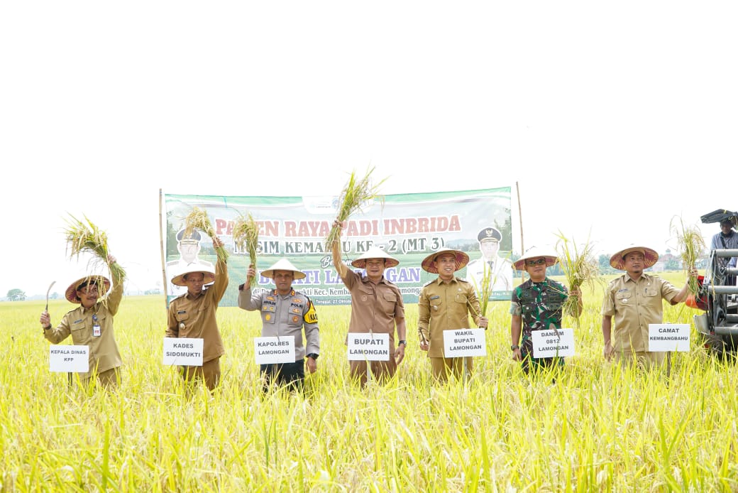 1.700 Hektare Sawah di Kembangbahu Lamongan Siap Panen MT III