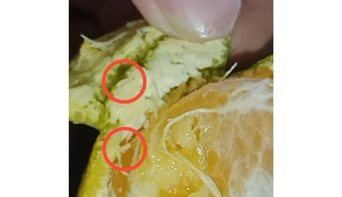 Jeruk MBG di SDN Tandes Kidul I Surabaya Ditemukan Larva, SPPG: Bukan Belatung tapi Ulat Buah
