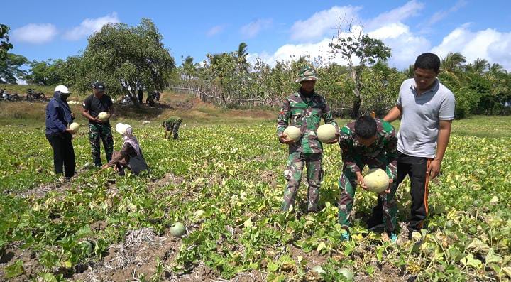 Satgas TMMD Panen Melon bersama Petani, Prada Reza: Ini Masih Jadi Primadona 