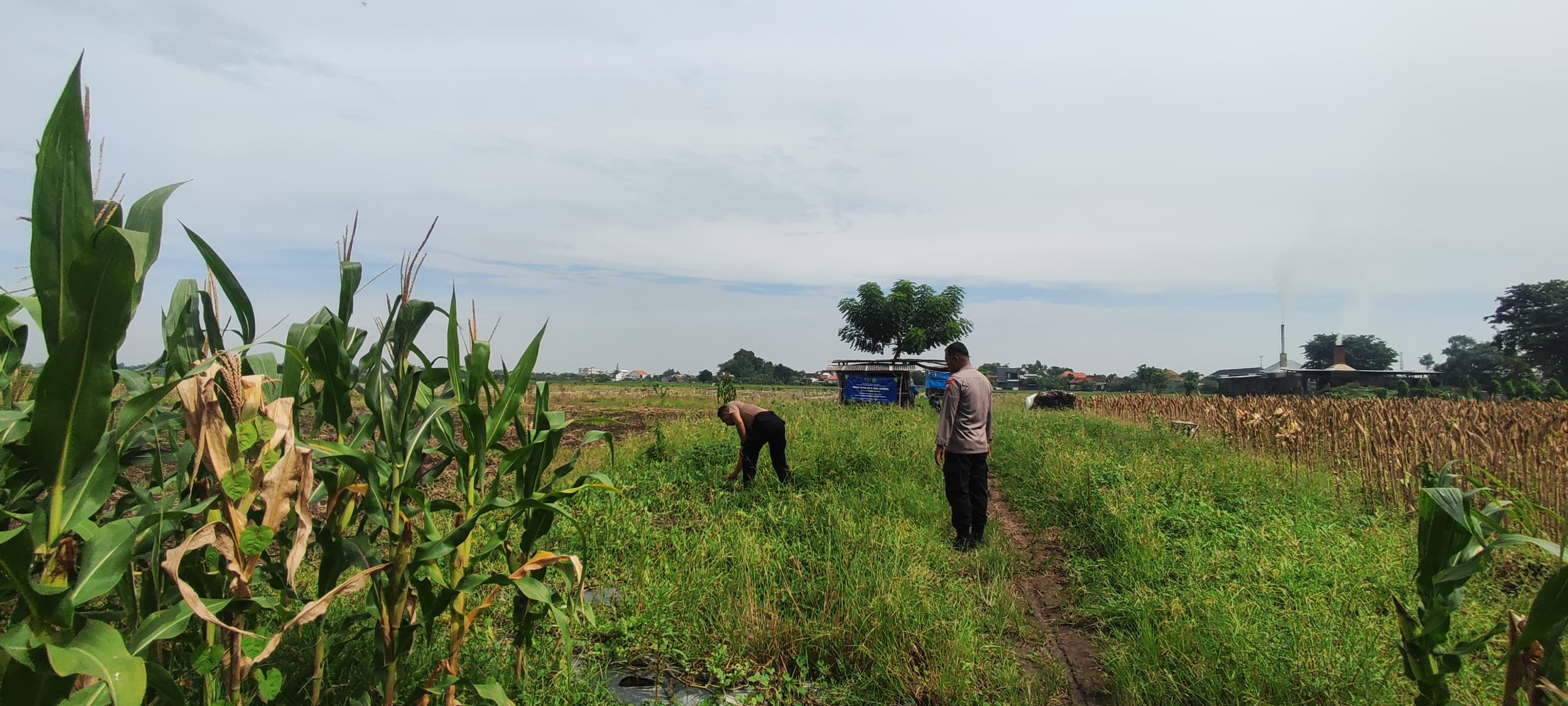 Polisi Turun ke Sawah Kedensari Tanggulangin