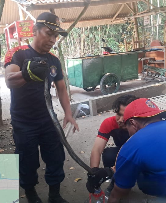 Nyaris Serang Warga, Dua Ular Kobra Dievakuasi Tim Damkar Pos Pare