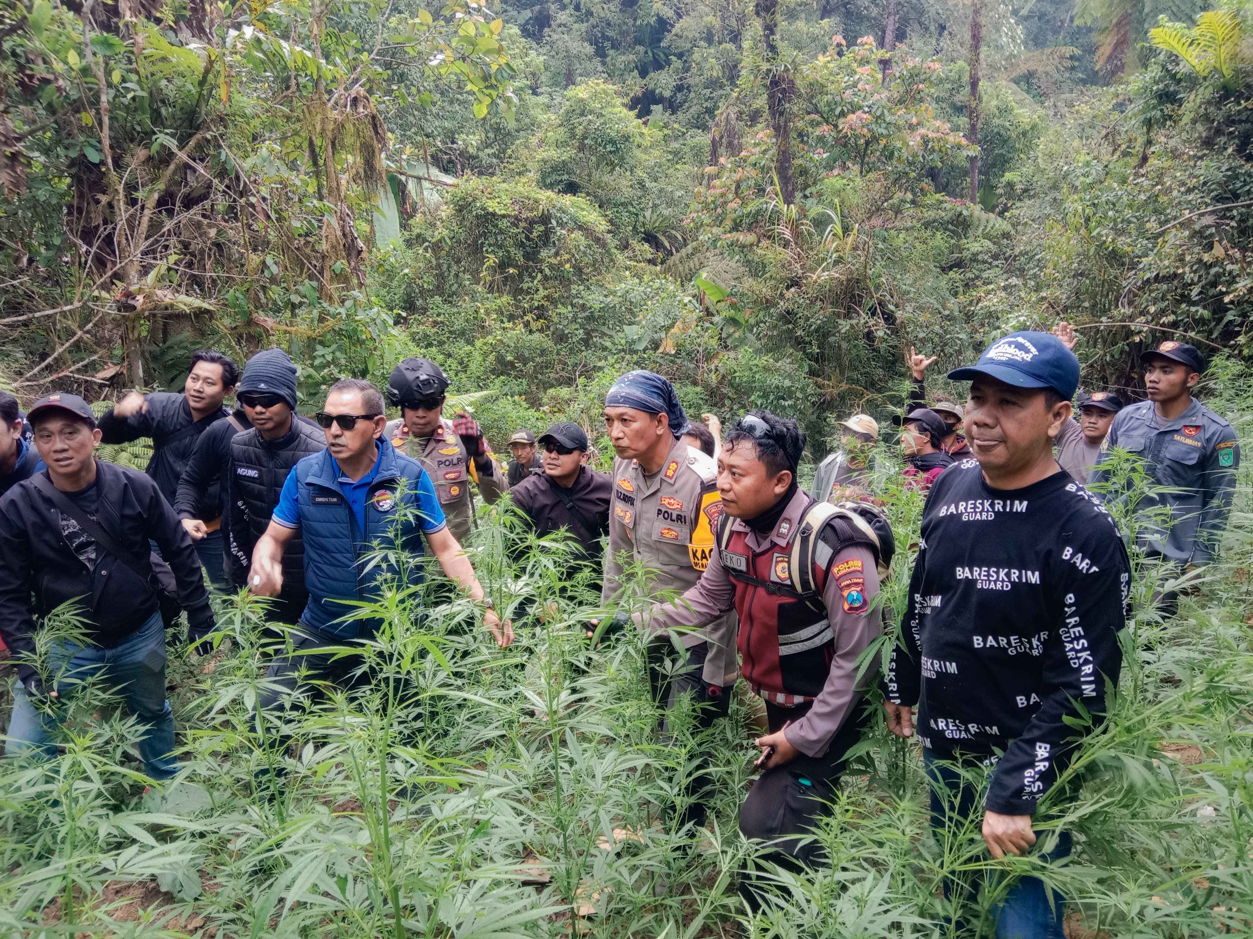 Petani Ganja Lereng Semeru Edarkan Hasil ke Wilayah Lokal Jatim