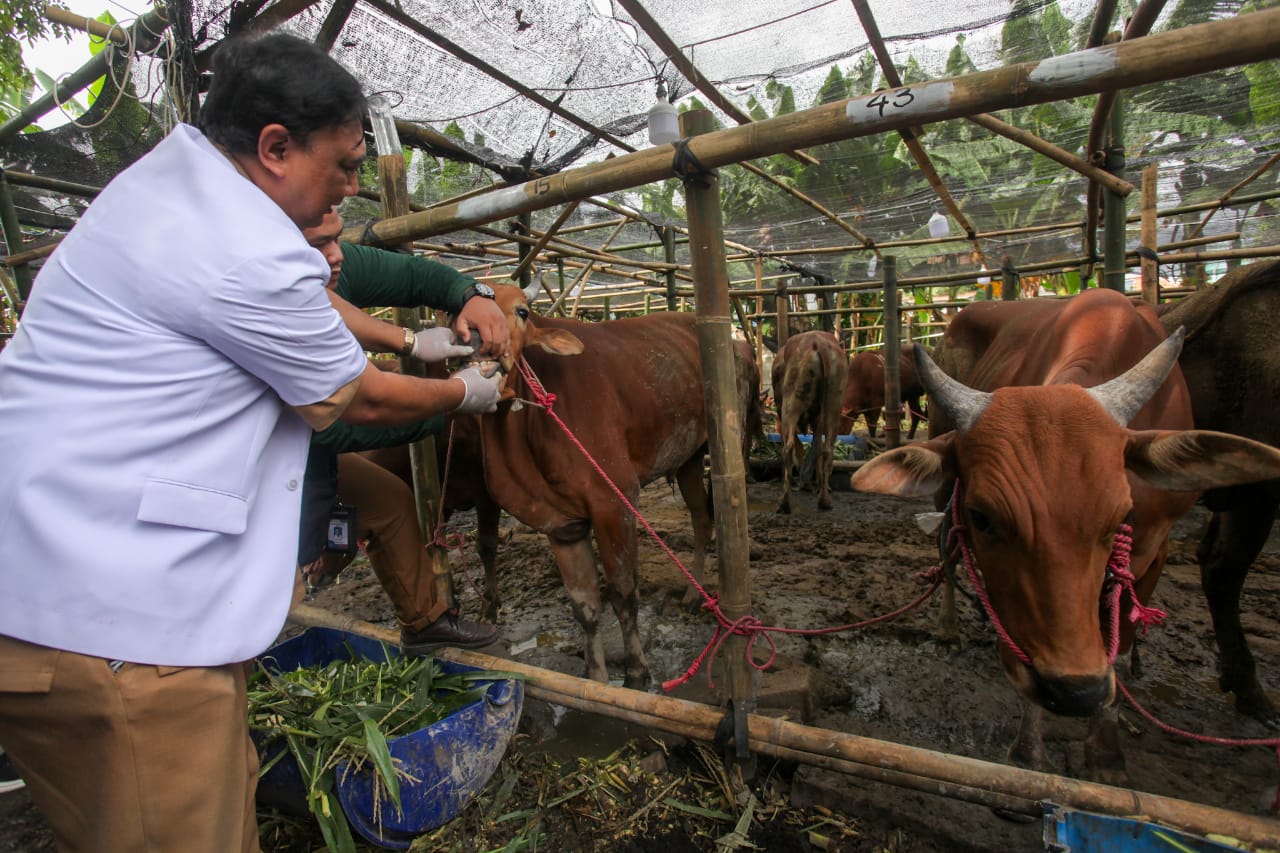 Pemeriksaan Hewan Kurban untuk Tingkatkan Kepercayaan Pembeli