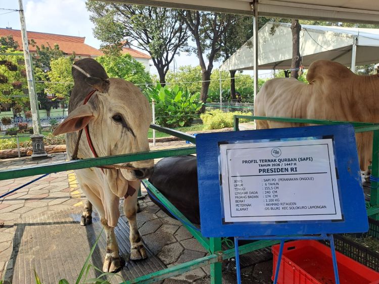 Sapi Kurban Presiden Prabowo di Masjid Al Akbar Surabaya Mengamuk