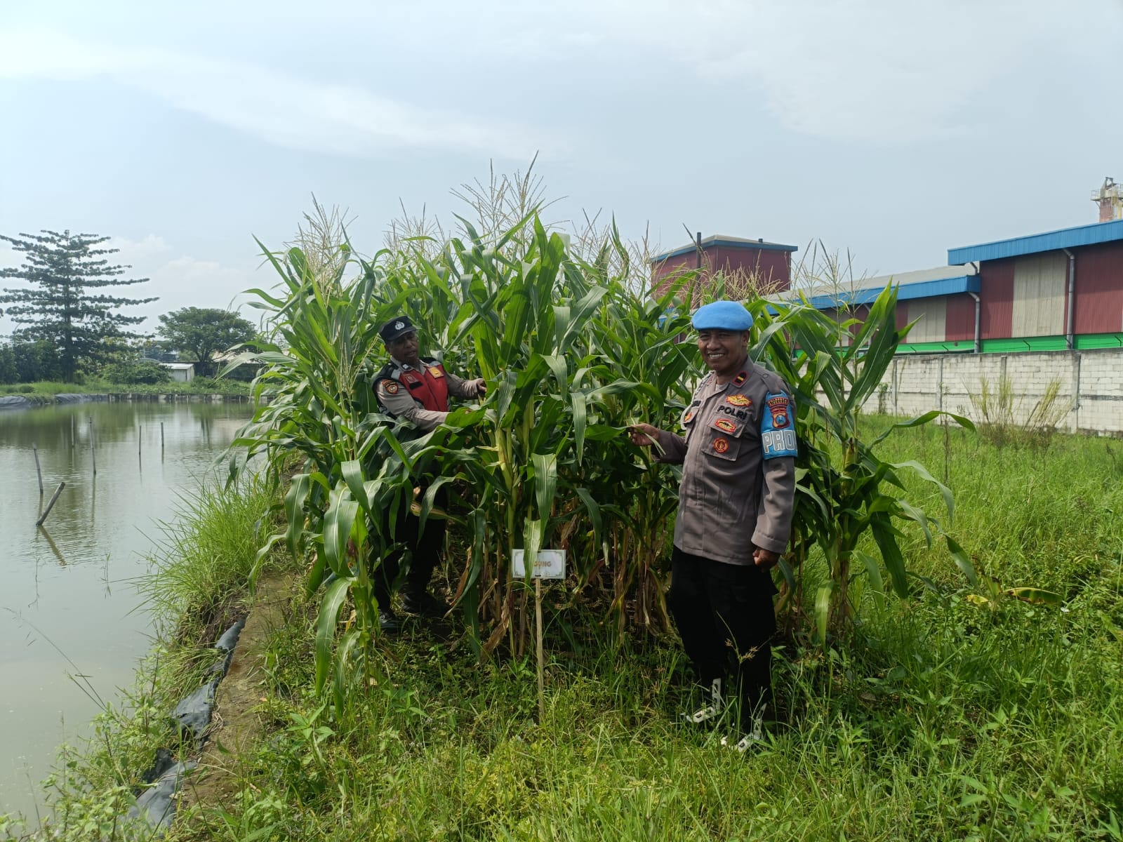 Polsek Krian Dukung Ketahanan Pangan, Koordinasi dengan Warga Desa Ponokawan untuk Budi Daya Jagung