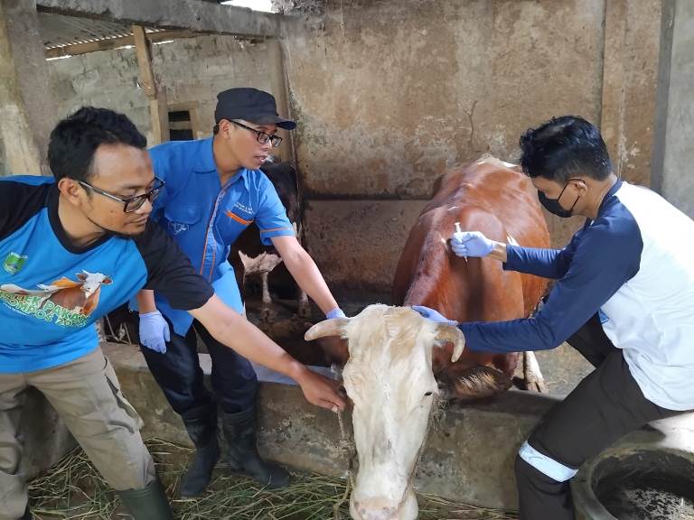 16 Sapi Dilaporkan Mati, DPRD Pasuruan Desak Dinas Peternakan Lebih Serius Tangani PMK