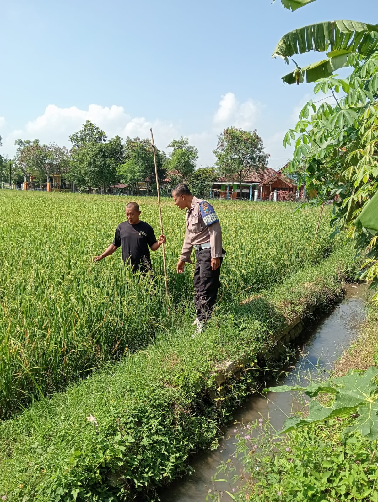 Polsek Tarik Dukung Ketahanan Pangan Lewat Pengecekan Tanaman Padi di Mergobener