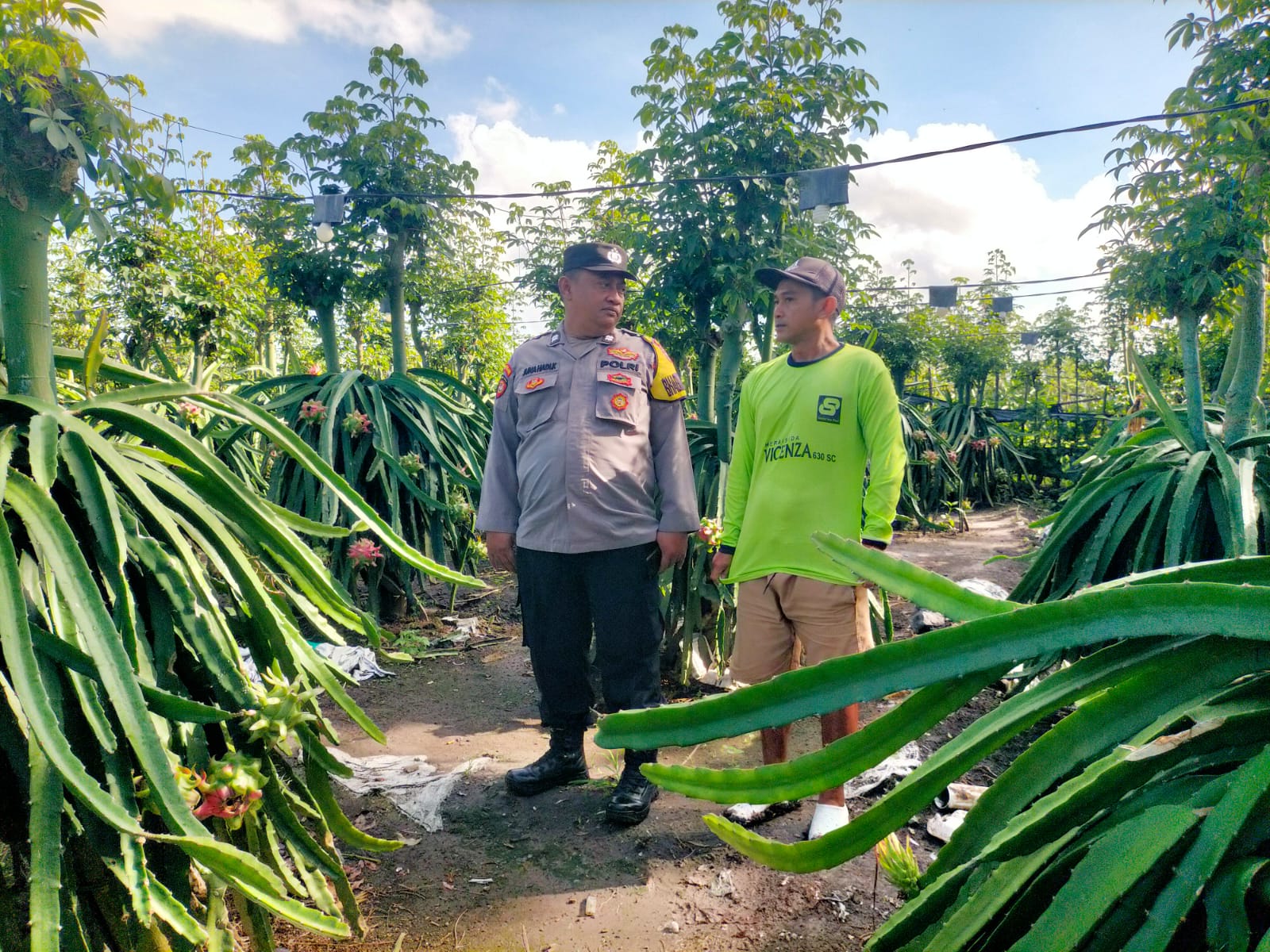Dorong Ketahanan Pangan, Bhabinkamtibmas Banyuwangi Masifkan Tanam Buah Naga di Pekarangan Warga
