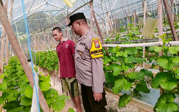 Bhabinkamtibmas Polsek Kanor Dukung Ketahanan Pangan Nasional Lewat Sambang Dialogis di Green House