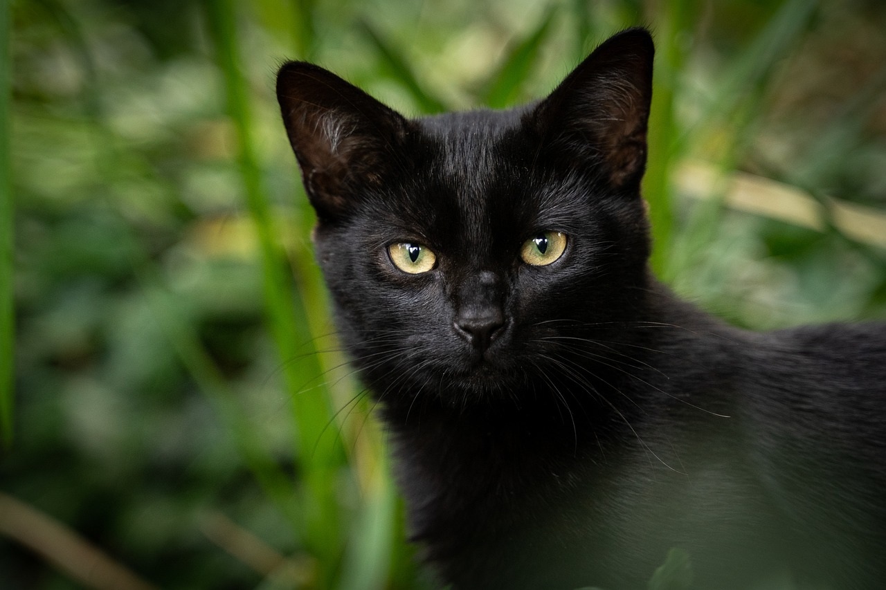 Kucing Hitam: Misteri di Balik Mitos dan Nasib Malang