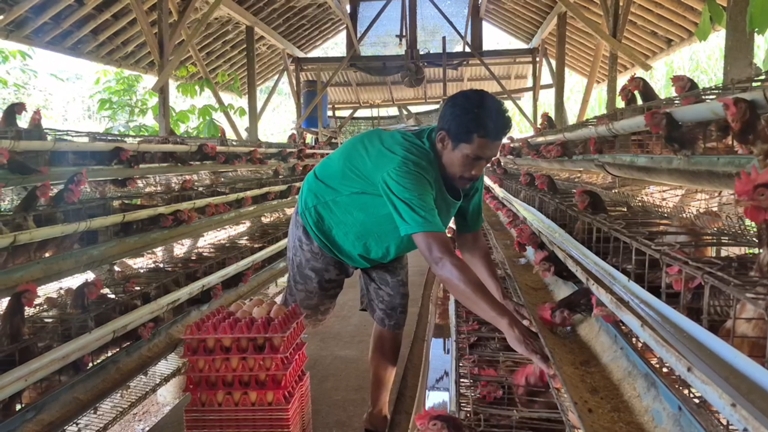 Program MBG di Sukoharjo Serap Seluruh Telur Peternak Ayam