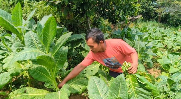 Petani Madiun Panen Tembakau, Hama dan Harga Jadi Tantangan