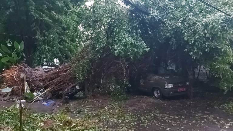 Pohon Beringin Tumbang Timpa Mobil Satpol PP Kecamatan Wonokromo