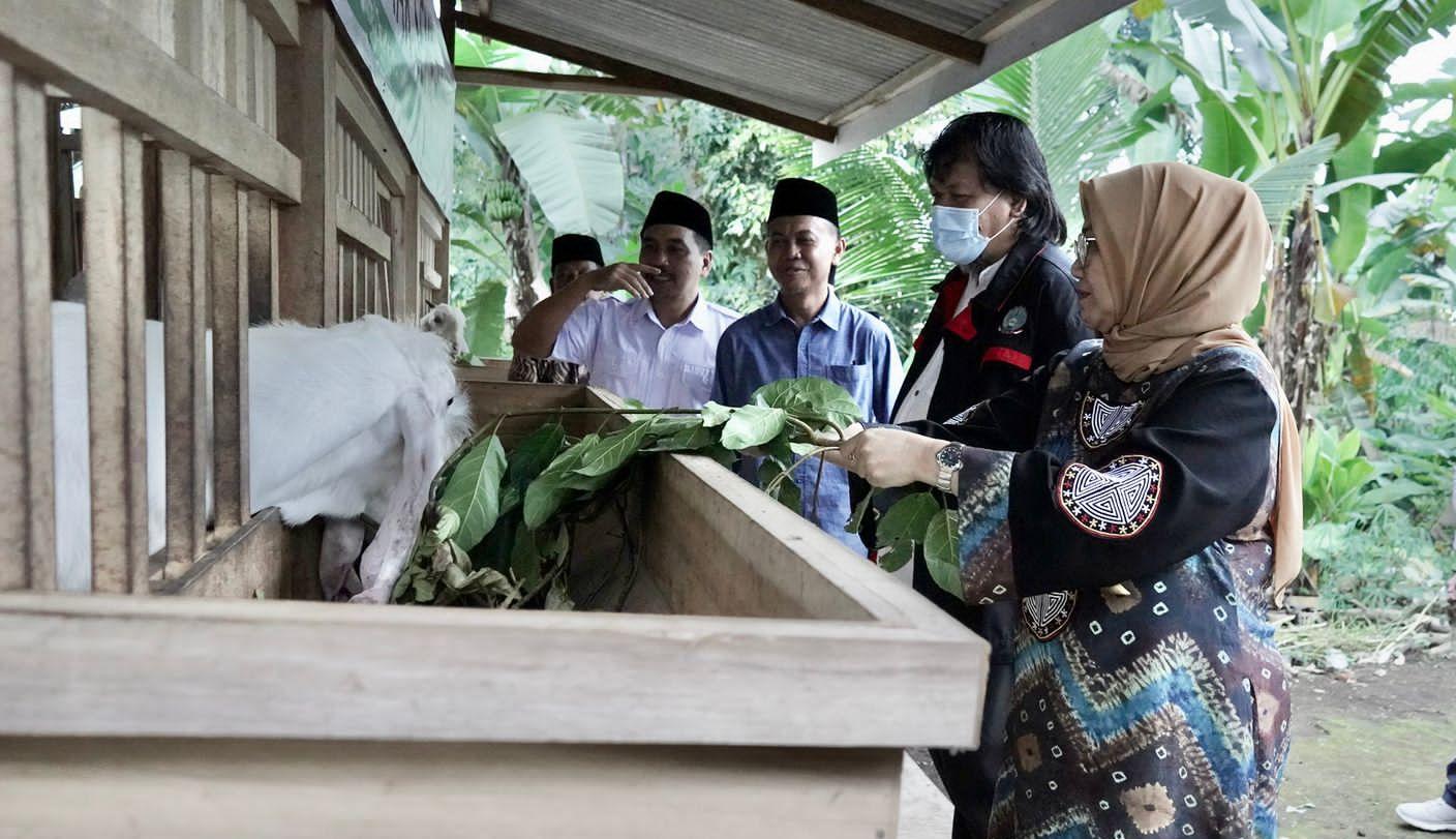 Kambing Senduro Magnet Bisnis Ternak yang Menjanjikan dalam Jangka Panjang