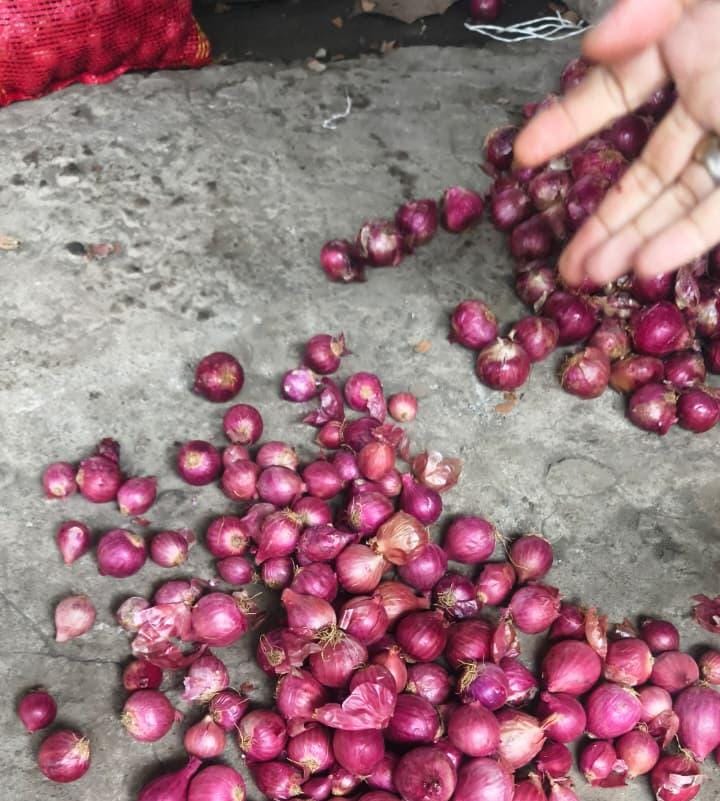 Polresta Malang Kota dan Polda Jatim Dalami Kasus Impor Bawang Bombai Tak Sesuai Standar