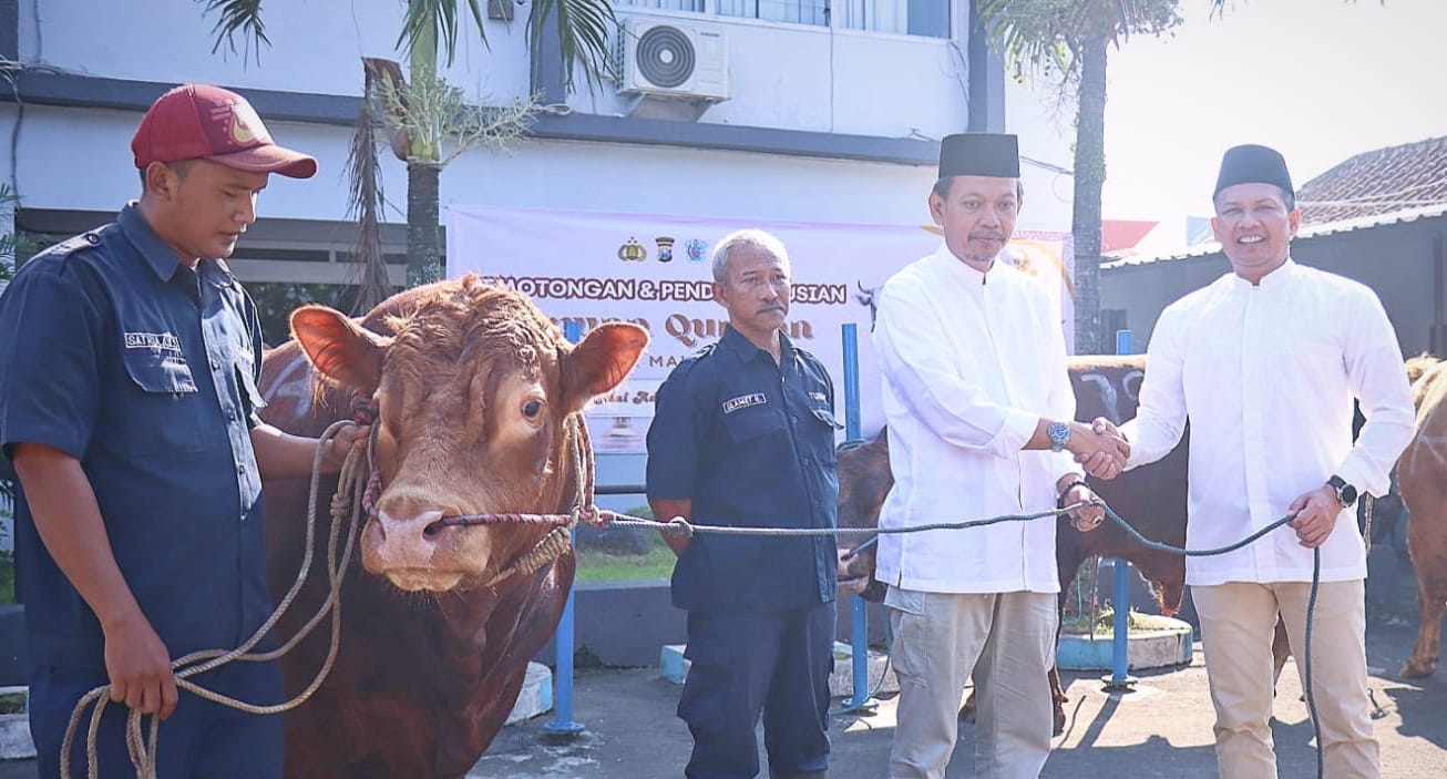 Kapolresta Malang Kota Serahkan Sapi  Limousin Terbesar dan Terkuat