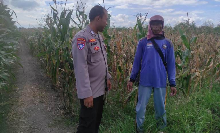 Sinergi Polresta Banyuwangi dan Petani Dukung Ketahanan Pangan lewat Budi Daya Jagung