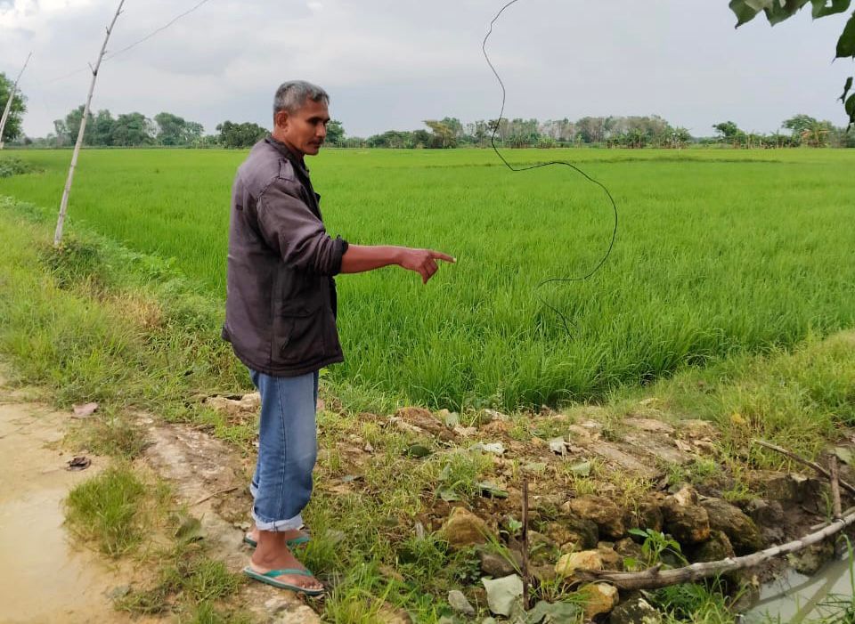 5 Hari 2 Petani Gresik Tewas Tersetrum Jebakan Tikus, Ini Komentar Dinas Pertanian