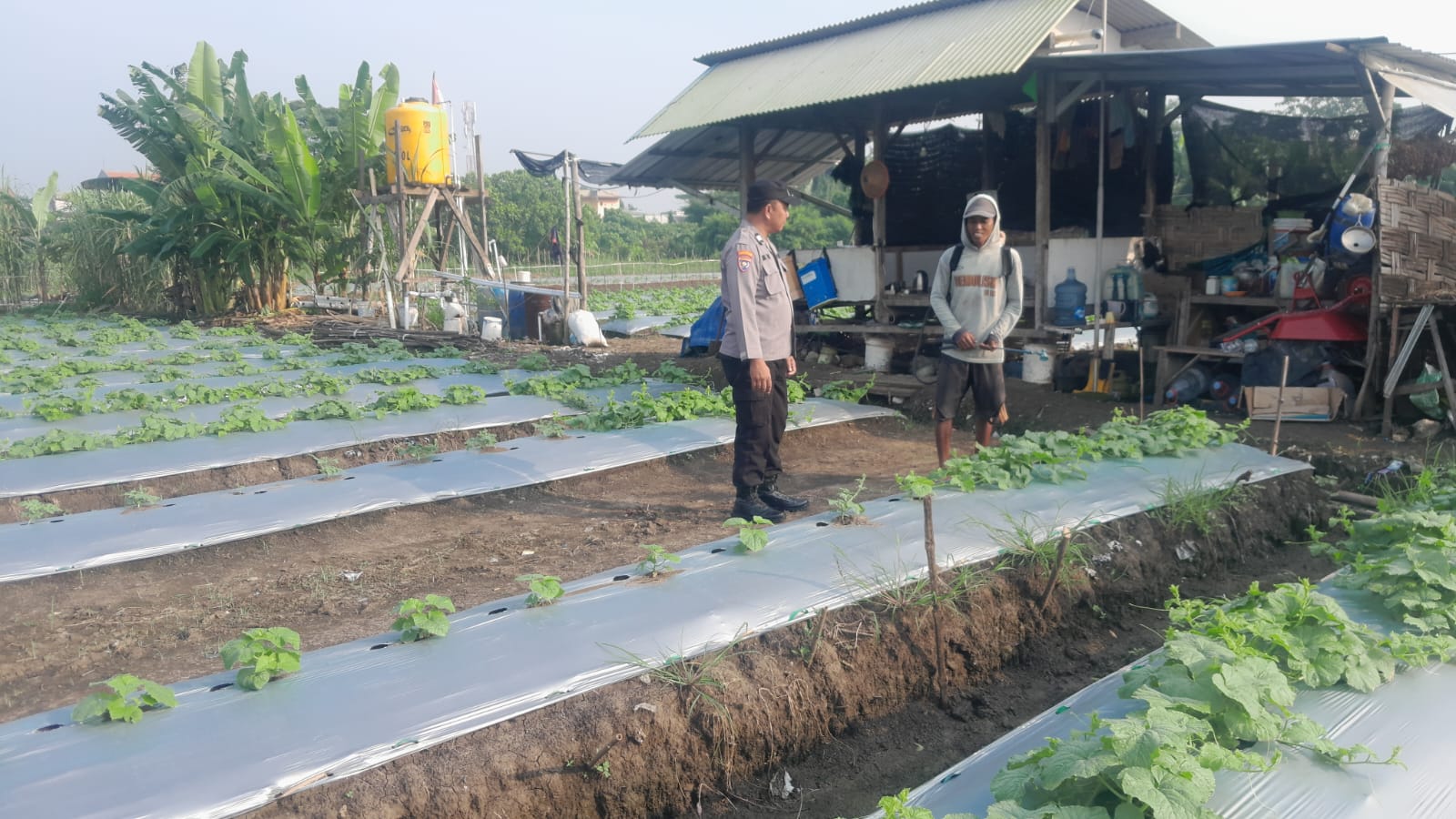 Polisi dan Warga Optimalkan Lahan Melon Kelopo Sepuluh