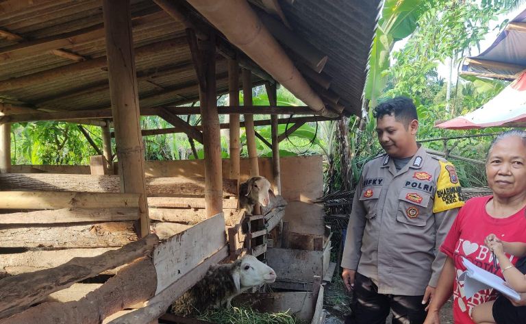 Warga Glagah Sulap Lahan Kosong Jadi Peternakan Domba, Dukung Program Prabowo Subianto