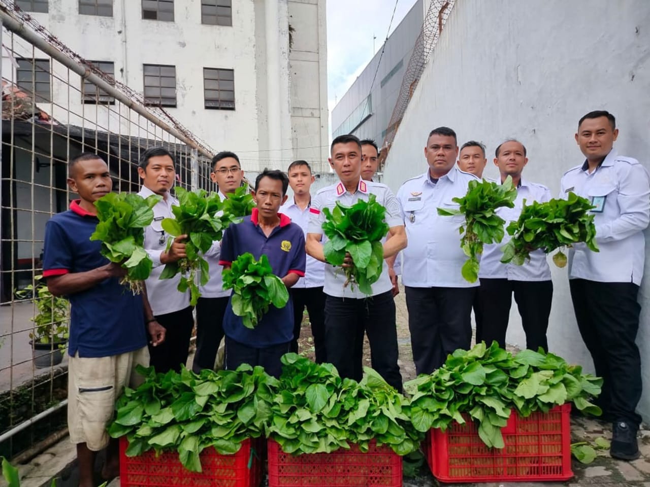 Warga Binaan Lapas Jember Berkontribusi pada Ketahanan Pangan Lewat Panen Sawi Perdana
