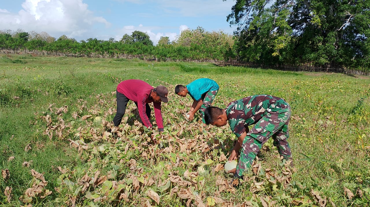 Disela-sela TMMD ke 121, Satgas Bantu Warga Panen Melon