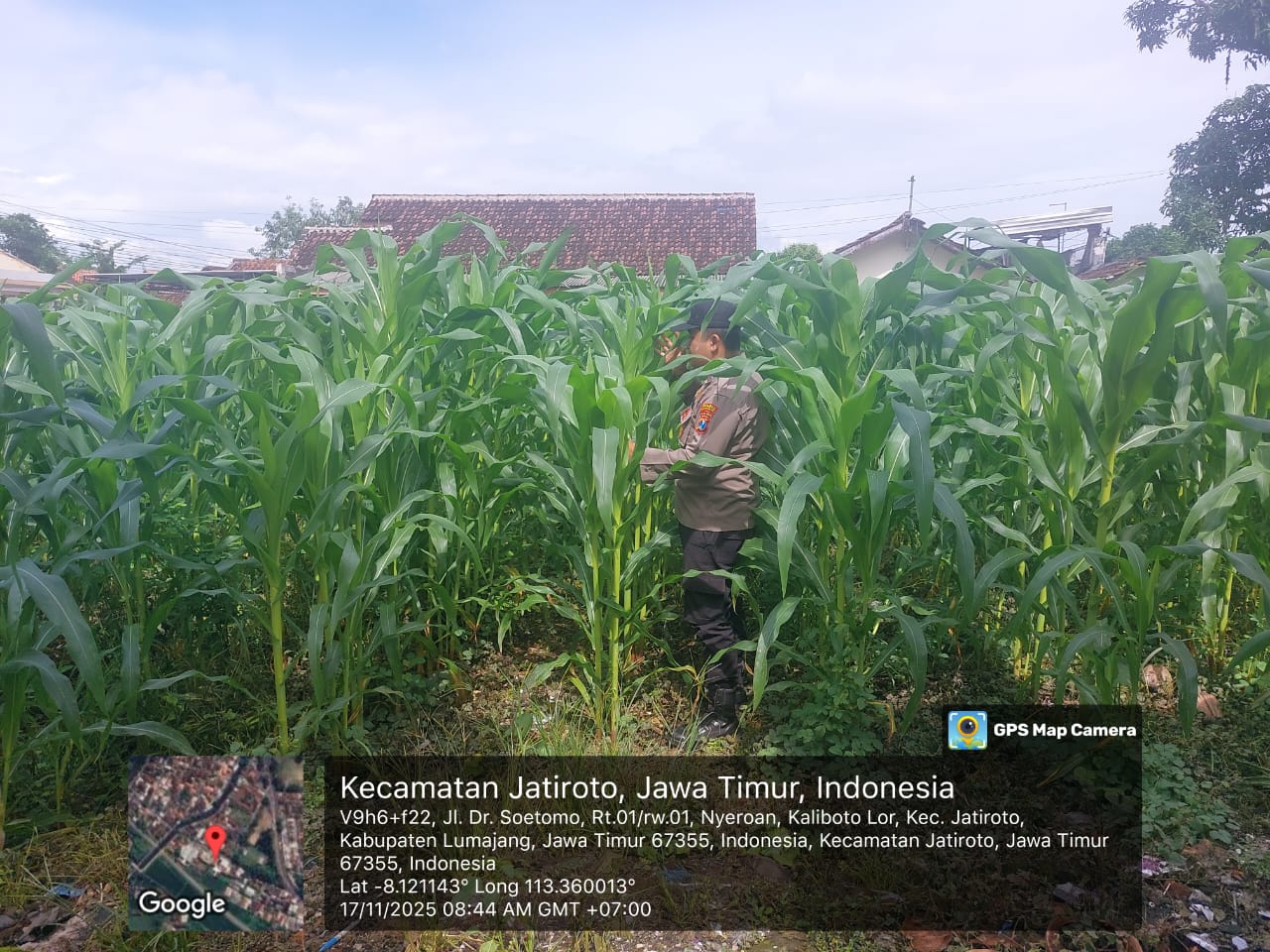 Polsek Jatiroto Gerakkan Ketahanan Pangan Nasional, Tanam Jagung di Lahan Mapolsek