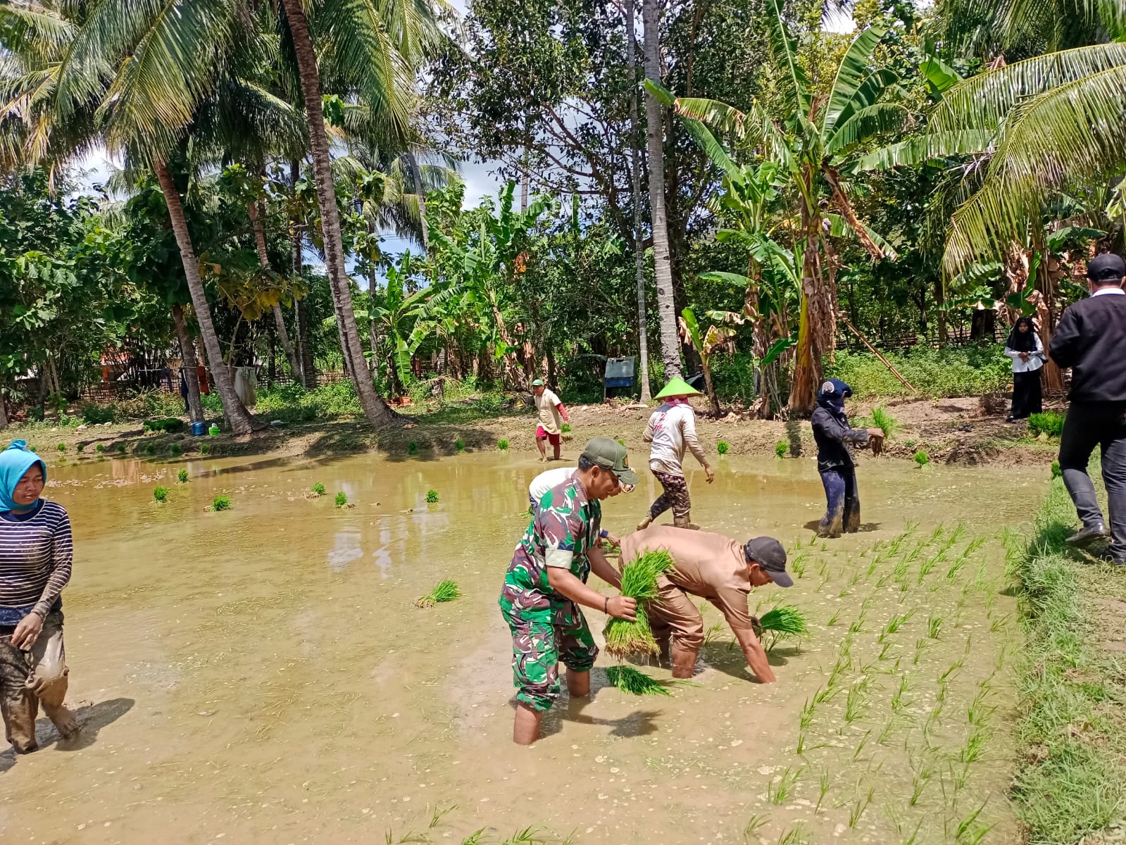 Wujudkan Ketahanan Pangan, Satgas TMMD ke 121 Kodim 0827/Sumenep Bantu Tanam Padi di Kecamatan Kangean